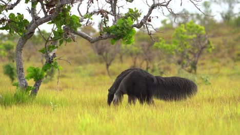 Giant-Anteater-in-the-Wild-|-Endangered-species
