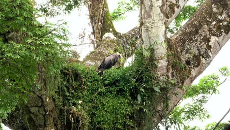 Young-Harpy-Eagle-looking-shaggy-on-it's-nest-after-a-heavy-downpour-of-rain