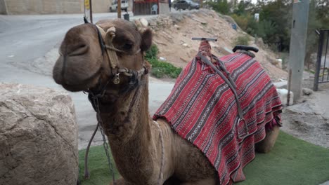 Camello-Domesticado-Con-Manta-En-Israel-Palestina