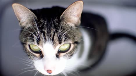 Close-up-view-of-beautiful-green-cat's-eye-looking-at-camera-defiantly