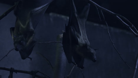 moonlit-fruit-bats-hanging-upside-down