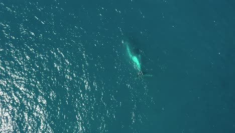 Rising-aerial-on-spectral-sea-reveals-Humpback-whale-mom-and-baby-calf