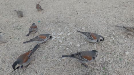 nine-birds-eating-bread-from-the-ground-during-winter