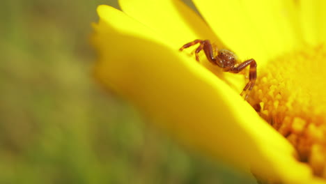 Araña-Napoleón-Ocupada-Alimentando-Néctar-De-Flor-Amarilla-En-El-Campo