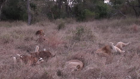 A-pride-of-lions-sleep-in-the-dry-grass-as-the-cubs-play-with-a-lioness