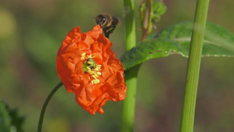 Honey-bee-flying-around-poppy-flower-in-countryside,-slowmo-macro