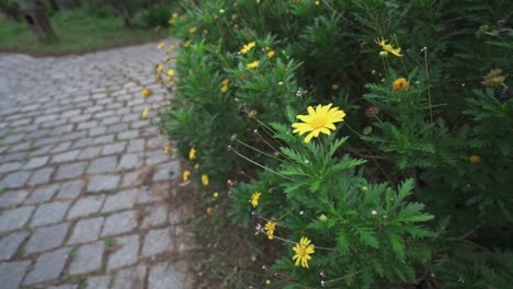 Many-yellow-flowers-in-garden