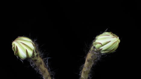 Zeitraffer-Des-Wachsenden-Makropaares-Der-Echinopsis-Kaktusblüte