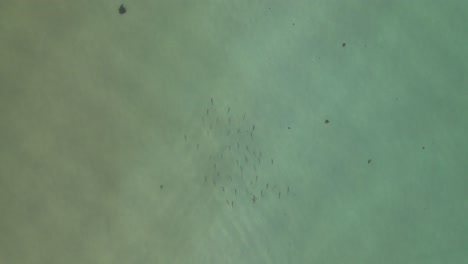Vertical-aerial-tracks-school-of-large-fish-swimming-in-shallow-water
