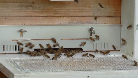 Nahaufnahme-Eines-Hölzernen-Bienenhauses-Mit-Vielen-Bienen,-Die-Ein--Und-Ausfliegen