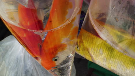 Goldfisch-Im-Beutel-Für-Verkaufszwecke-Auf-Dem-Vietnamesischen-Markt