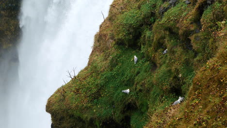 Gulls-perch-on-grassy-cliff-overlooking-majestic-Skogafoss-Waterfall,-Iceland