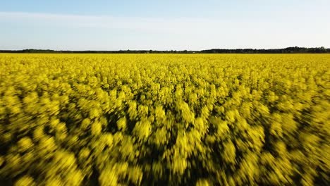 Aerial-flight-over-blooming-rapeseed-field,-flying-over-yellow-canola-flowers,-idyllic-farmer-landscape,-beautiful-nature-background,-drone-shot-moving-backwards-low