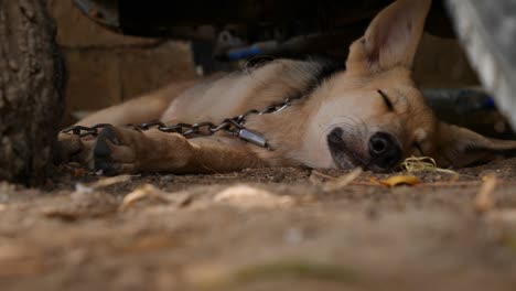 German-Shepherd-Dog-Laying-On-Floor-Relaxing