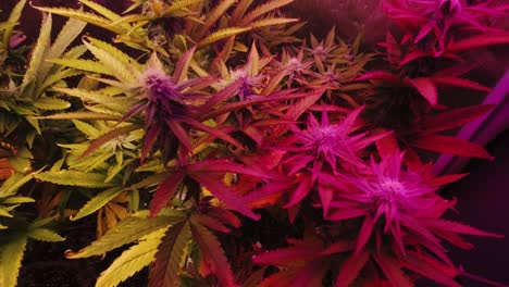 Mature-cannabis-leaves-and-plants-blowing-in-wind-under-full-spectrum-LED-lights-in-DIY-home-grow-for-medical-CBD-THC-weed-marijuana-hemp-pot