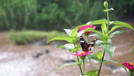 Mariposa-Negra-Posada-Sobre-Una-Flor-Roja-Con-Un-Río-Al-Fondo