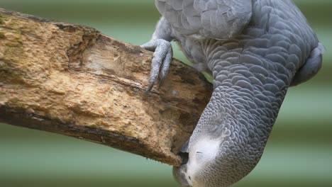 Close-up-of-wild-Congo-Grey-Parrot-perched-in-wooden-branch-in-wilderness---Eating-wood-outdoors-in-nature