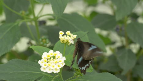 Nahaufnahme-Eines-Aktiven-Schwarzen-Und-Blauen-Schmetterlings,-Der-Blütenpollen-Sammelt---Zeitlupe