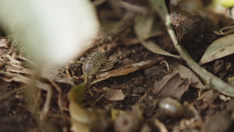 wood-louse-eating-on-the-dirt