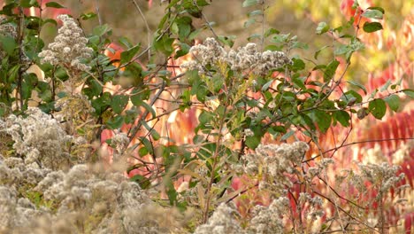 Beautiful-fall-scene-with-a-bird-in-the-dense-autumn-Canadian-shrubs