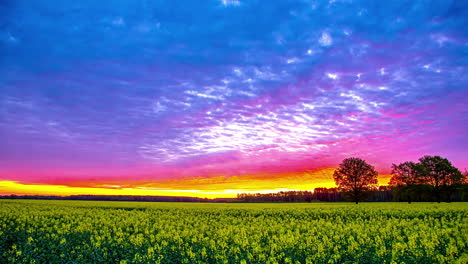 Colourful-sunset-sky-timelapse-with-illuminated-clouds-over-rapeseed-field