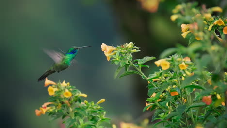 A-beautiful-hummingbird-feeds-on-a-flower