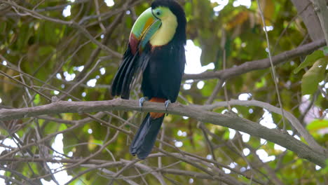 Close-up-of-Keel-billed-Toucan-,-sitting-on-branch-in-rainforest-of-Ecuador