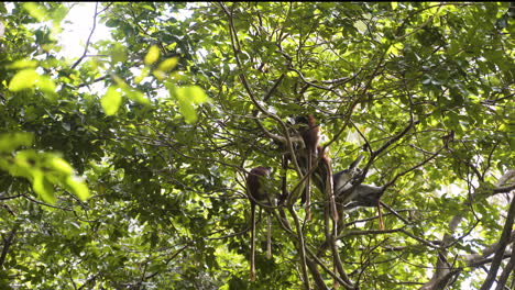 Zanzibar-red-colobus-monkeys-with-long-tails-resting-in-tree-branches