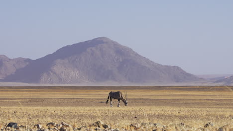 Oryx-Antelope-Grazing-On-Natural-Habitat-In-Safari-Desert-Of-Sossusvlei-In-Africa