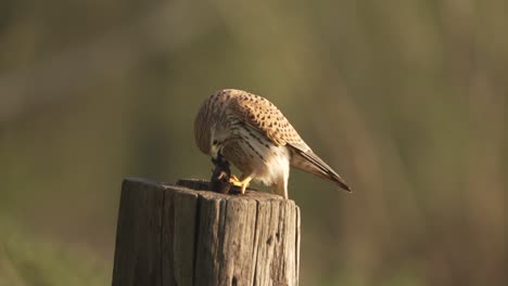 a-Common-Kestrel-bird-devouring-a-mouse-prey-with-its-sharp-beak-and-claws
