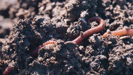 Vermiculture-concept,-red-wiggler-worms-moving-in-fertile-organic-ground-mixture