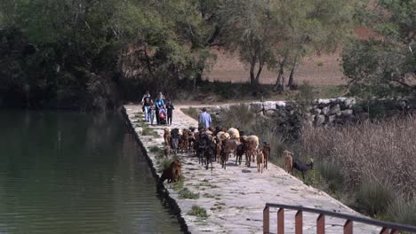 Goat-Sheppard-driving-his-herd-through-Spanish-countryside-next-to-river
