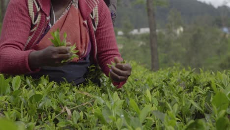 Woman-picking-tea-leaves-at-tea-plantation-in-Sri-Lanka