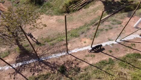 Black-jaguar-panther-walking-near-fence-filmed-by-drone