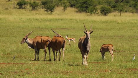 Eland-on-the-grass-plains-of-South-Africa