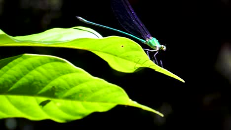 Green-Iridescent-Dragonfly-Perched-On-Green-Leaf-Before-Flying-Off-In-Khao-Sok-Jungle