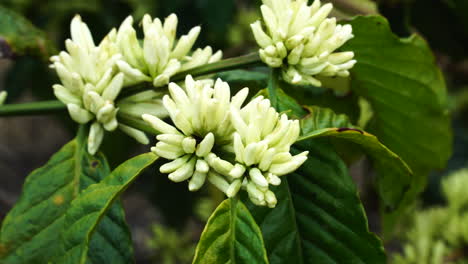 Robusta-coffee-flowers-are-blooming-on-windy-day,-close-up-view