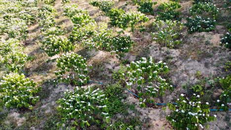 Tiro-De-ángulo-Alto-De-Flores-Blancas-Florecientes-De-La-Plantación-De-Café-A-Lo-Largo-De-La-Ladera-De-La-Colina-Durante-Un-Viaje-A-Tanang,-Vietnam