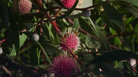 Lots-of-Bees-Climbing-and-flying-around-Hakea-Laurina-Plant,-Daytime-Sunny-Maffra,-Victoria,-Australia-Slow-Motion