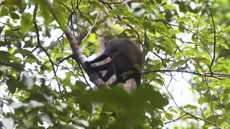 Zanzibar-Blue-monkey-sitting-on-tree-in-jungle,-holding-branch