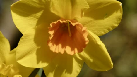 ECU-Yellow,-orange-daffodils-and-Narcissus-trumpet-flowers