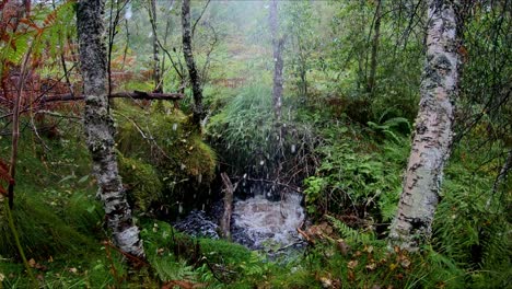 Projectile-hits-small-water-stream-and-water-bursting-into-the-air-in-exlosion-like-motion---Slow-motion-of-water-rising-into-the-air-in-between-trees-and-greenery