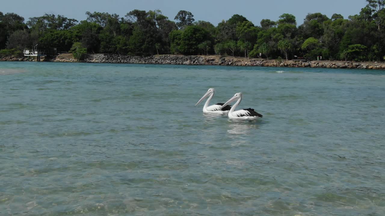 Стоковое видео категории «Премиум» — Беспилотник летает вокруг пары  пеликанов на водах нуса-хедс, квинсленд, австралия
