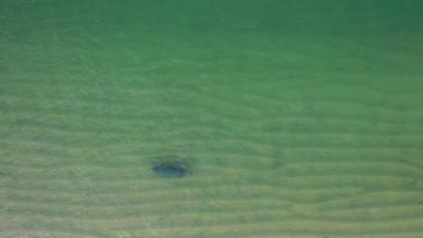Eine-Drohne,-Die-über-Einem-Einsamen-Seehund-Fliegt,-Der-An-Der-Sandküste-Entlang-Schwimmt