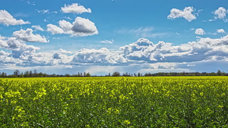 Timelapse-shot-of-yellow-canola-field-on-a-cloudy-day