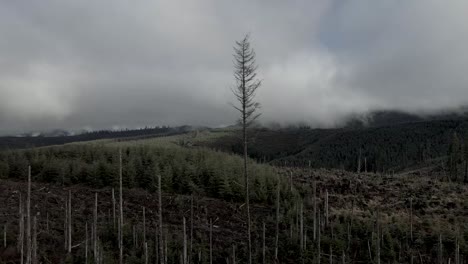 Ein-Einsamer-Immergrüner-Baum-Steht-Inmitten-Eines-Kürzlich-Abgeholzten-Waldes-Und-Neu-Gepflanzter-Bäume,-Luftumlaufbahn