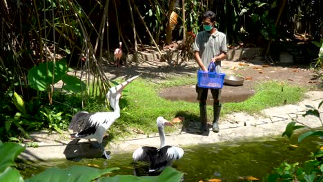 Zoo-keeper-feeding-Australian-pelicans-by-pond,-Yogyakarta,-Indonesia