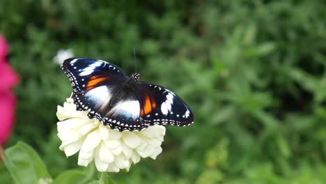 Wunderschöne-Schmetterlinge-Sitzen-Auf-Einer-Wunderschönen-Weißen-Blume-Im-Garten