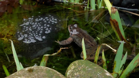British-Common-Frog,Laid-Frogs-Spawn-And-Protecting-Guarding
