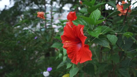 Eine-Rote-Hibiskusblüte-Im-Garten